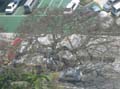 typhoon burinng wind 1